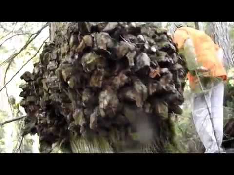big weird pointy tree burl on a cedar tree