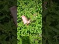 KIFUMBASI DAWA KIBOKO KWA CHUMA ULETE NA KULOGWA NA KUFUNGWA UCHUMI WAKO SIKILIZA KWA MAKINI