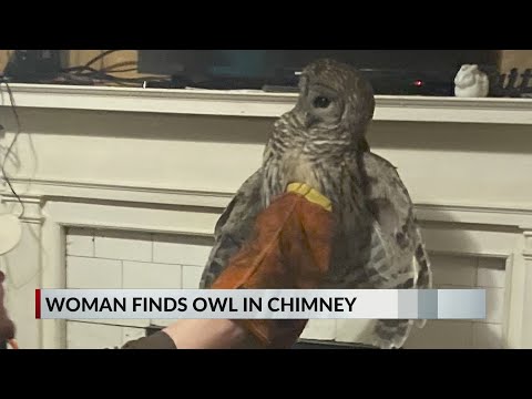 Atlanta woman finds owl in chimney
