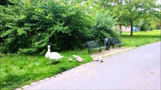 preview picture of video 'Familie Schwan aus Mühlhausen macht einen Ausflug ins Grüne'