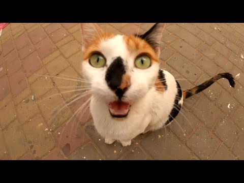 Homeless cat with amazing eyes and a black spot on the nose meows for food.