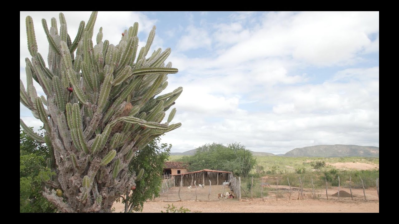 Caatinga, bioma brasileiro sob ameaça de desertificação
