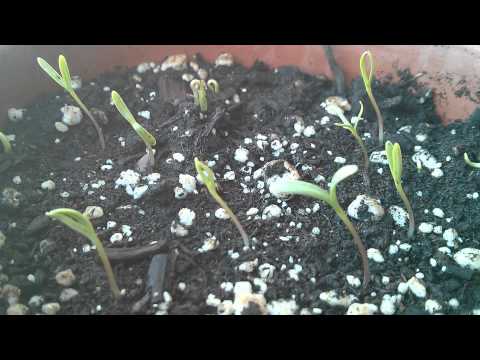 time lapse cosmos swaying