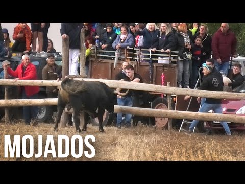 Mojados 2024 Encierro con Toros Bravos