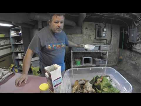 Returning musty smelling finished vermicompost into active bins