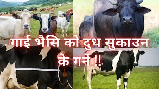 गाई भैसि को दुध सुकाउन के गर्ने ? #buffalo #farming #drbhat #farmanimals