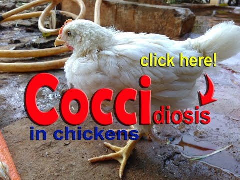 , title : 'Coccidiosis in Chickens, Poultry Diseases Symptoms, Eimeria Infection & Treatment'