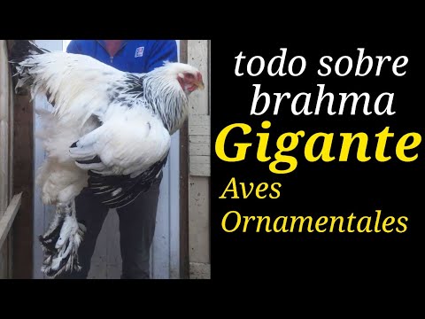 , title : 'gallinas brahma gigantes, características, ventajas,  desventajas y producción de huevos.'