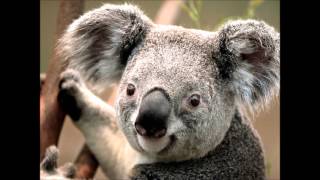 EVERYBODY'S CRYIN' MERCY - Mose Allison