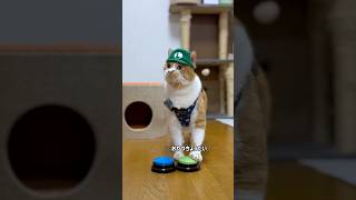 ルイージに変身したもんちゃんが『おやつちょうだい』してるよ🐈#かわいい #cat #もんちゃん #cute #猫動画 #ねこ #ネコ #元野良猫 #保護猫 #賢い猫 #猫の散歩 #cutecat