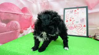 ハーフ犬の動画01