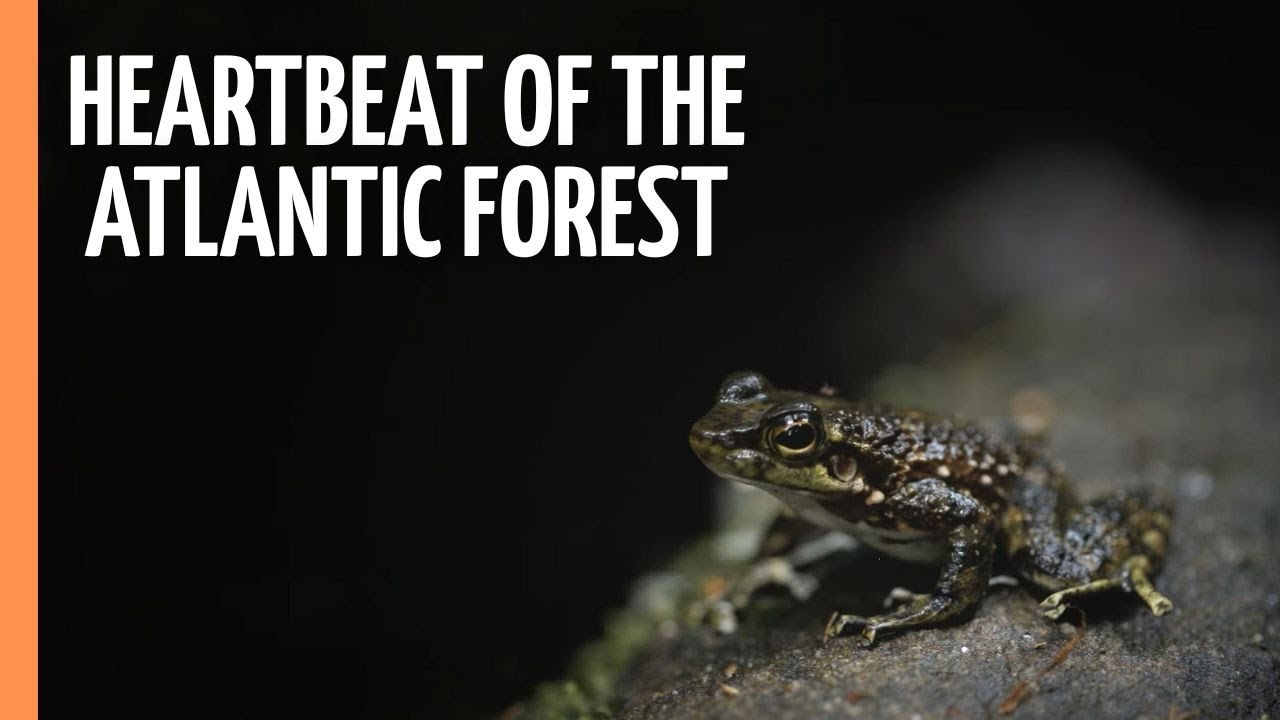 Whispers of Life: Exploring the Heartbeat of the Atlantic Forest