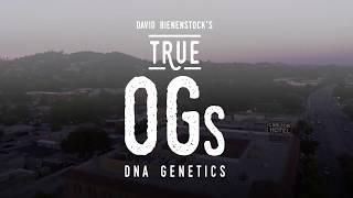 DNA Genetics, Creator of Tangie &amp; More - True OGs