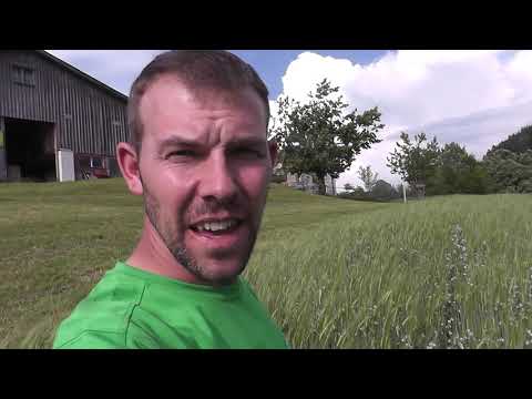 Eiweisserbsen-Gerste in der Blühte / Mischkulturanbau / Erbsen-Gerste Gemenge