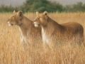 Otep- We Dream Like Lions (Lyrics included) 