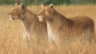 Otep- We Dream Like Lions (Lyrics included)