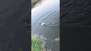 pescando com muitos anzóis