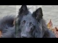 Max ........ My Love . Find Me - Happy Rhodes 