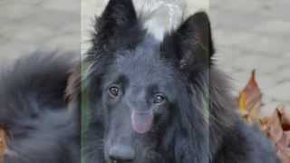 Max ........ My Love     .    Find  Me   -  Happy  Rhodes