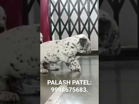 Import Quality DALMATIAN Puppies In Ahmedabad Gujarat India. Delivery Available In All Over India.