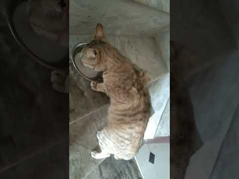 our pet  #trernding  # shorts