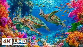 Okyanus Yaşamı 4K 🐠 Muhteşem Resif Balıklarını, Doğal Mercanları ve Hu