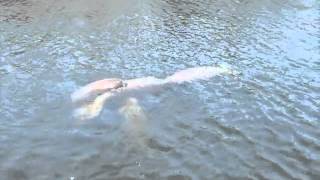 preview picture of video 'Group of Manatees in Miami (In the wild)'