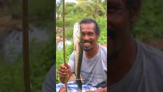 Download lagu Dengan pancing tradisional dapat banyak ikan gabus mp3