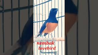 Download lagu murai batu nembak lovebird mp3