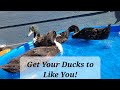 How To Get Your Ducklings To Like You Ducks 101
