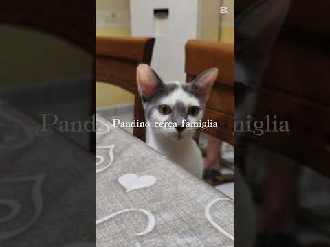 Regalo Pandino meraviglioso dolce gattino cerca famiglia