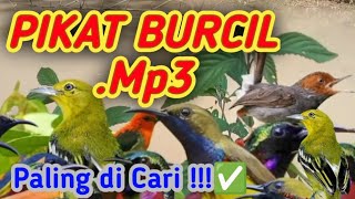 Download lagu SUARA PIKAT BURUNG KECIL💯paling di cari mp3