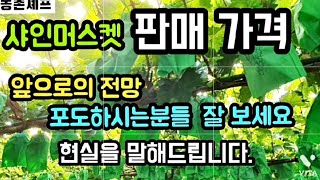 #샤인머스켓소매도매판매가격 #샤인머스켓전망 #샤인머스켓1년생2년생재배기술 #귀농귀촌과실과일