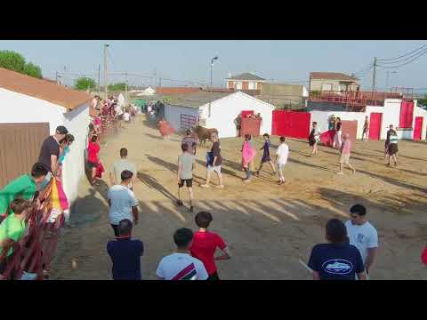 Toro de Cajón de Boada, 5 de julio de 2026.