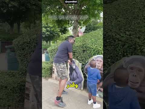 قوة الحيوانات في تحدي شد الحبل 🐅🐘