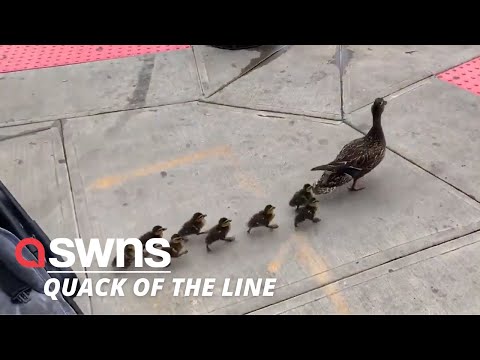 Mama duck leads ducklings through downtown Brooklyn - and stops at a BAGEL SHOP | SWNS