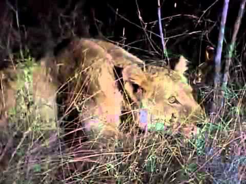 A LEOPARD STORY 3of 5 (1995)