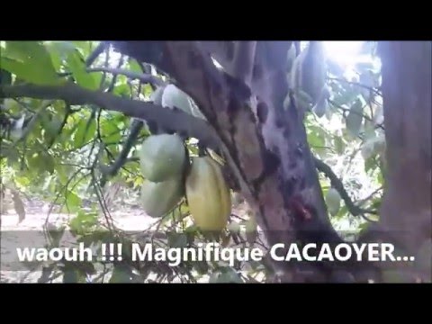 Organic fertilizer (growth accelerator)