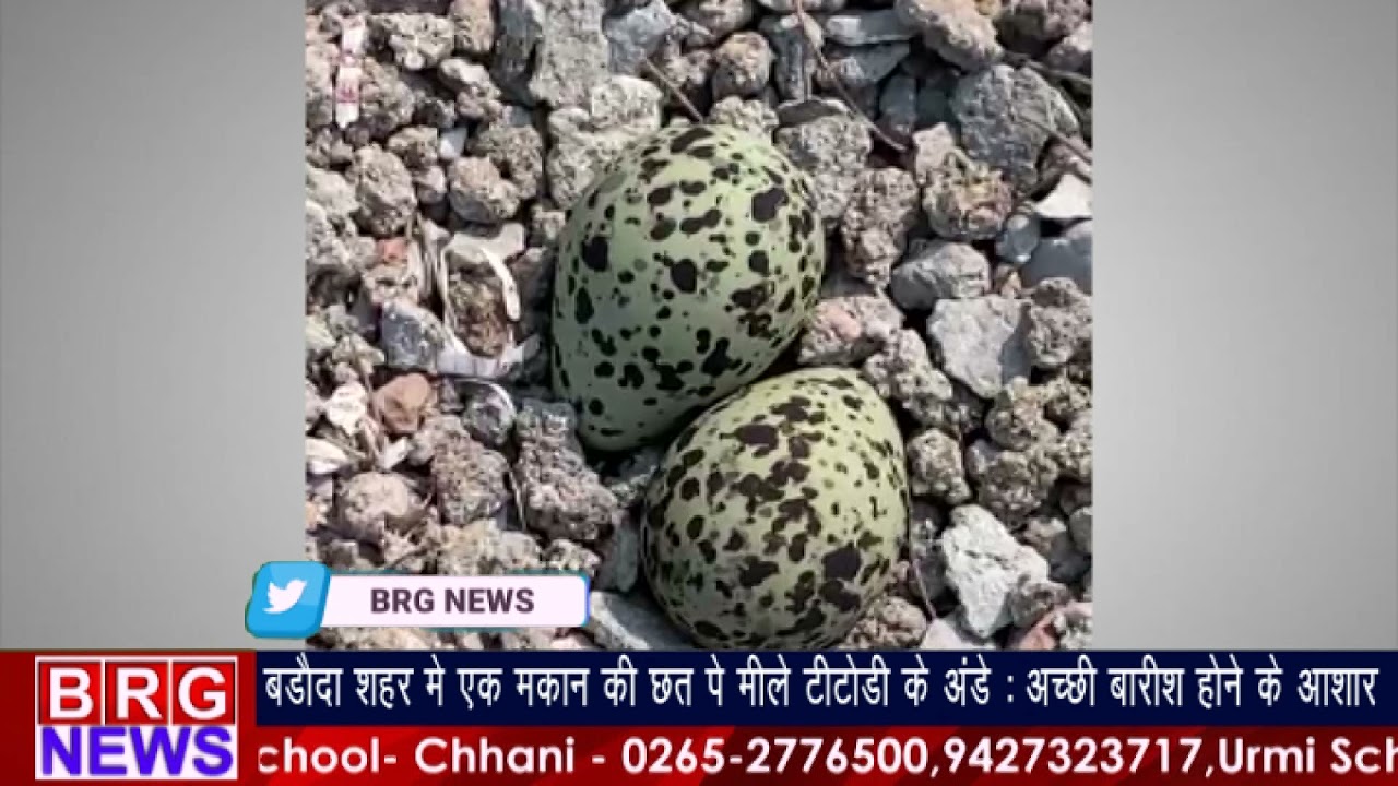 Vadodara शहर में एक मकान की छत पे मिले Titodi के Eggs : अच्छी बारिश होने के आशार BRG NEWS