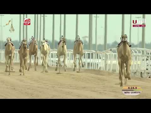   ش 2 (شواف) لـ هجن الشحانية 9:08:83 , مهرجان المؤسس 2025/12/15 ايذاع  