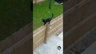 animale pisica pe gard