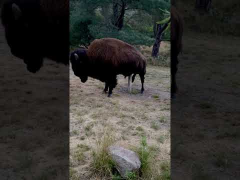 Buffalo scratching his balls on the camp water spigot.