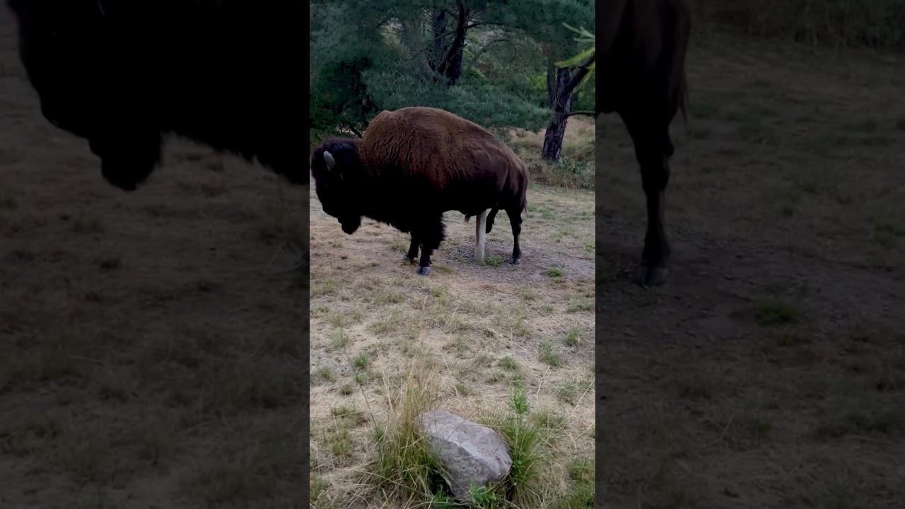 Buffalo scratching his balls on the camp water spigot.