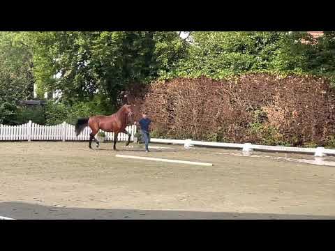 Stallion Casall Contender Coronado 2018