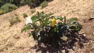 Watch Where You Step - How to Identify Native Replanting Areas