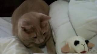 Introduction of Lamb Chop