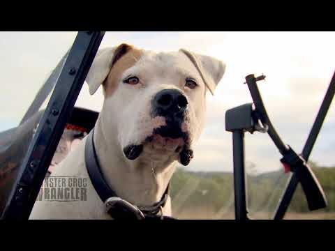 The 3rd MOST DEADLY Snake in the WORLD!