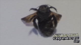 Don't Let This Black Hornet Bee Bug Wasp Whatever Land On You Or Me Video