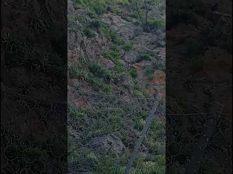 Cóndores en los túneles de Taninga #cordoba #pocho #taninga #salsacate #traslasierra #naturelover