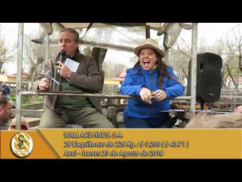 23-08-18 Venta de Hembras - Wallace Hnos. S.A. Remate Aniversario - Azul